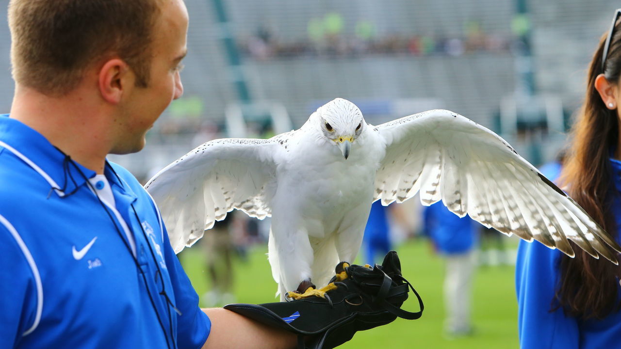 EAST LANSING, MI - SEPTEMBER 19: Peregrine Falcon, the mascot for the U.S. Air Force Academy prior to the Michigan State Spartans against Air Force Falcons game at Spartan Stadium on September 19, 2015 in East Lansing, Michigan.