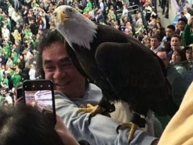 Watch: Eagle lands on Notre Dame fan during Cotton Bowl flyover
