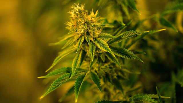 DENVER, CO - DECEMBER 7: Marijuana plants are grown at MedPharm Research warehouse. December 7, 2018. MedPharm Holdings is a cannabis research and cultivation company.