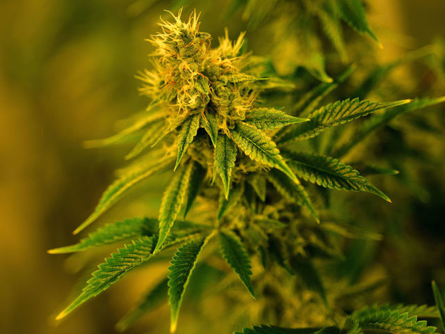 DENVER, CO - DECEMBER 7: Marijuana plants are grown at MedPharm Research warehouse. December 7, 2018. MedPharm Holdings is a cannabis research and cultivation company.