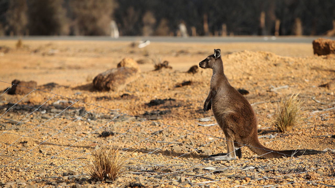 KANGAROO ISLAND, AUSTRALIA - JANUARY 12: A kangaroo is seen at the edge of the bushfire damaged Flinders Chase National Park on January 12, 2020 on Kangaroo Island, Australia. Over 100,000 sheep stock have been lost so far, along with countless wildlife and fauna since the devastating bushfires took hold on January 4th. The Country Fire Service (CFS) continues to battle a number of out-of-control blazes as road closures towards the Western side of the Island remain in place. Two people have lost their lives, 212,000 hectares of land has been burned and at least 56 homes were also destroyed.