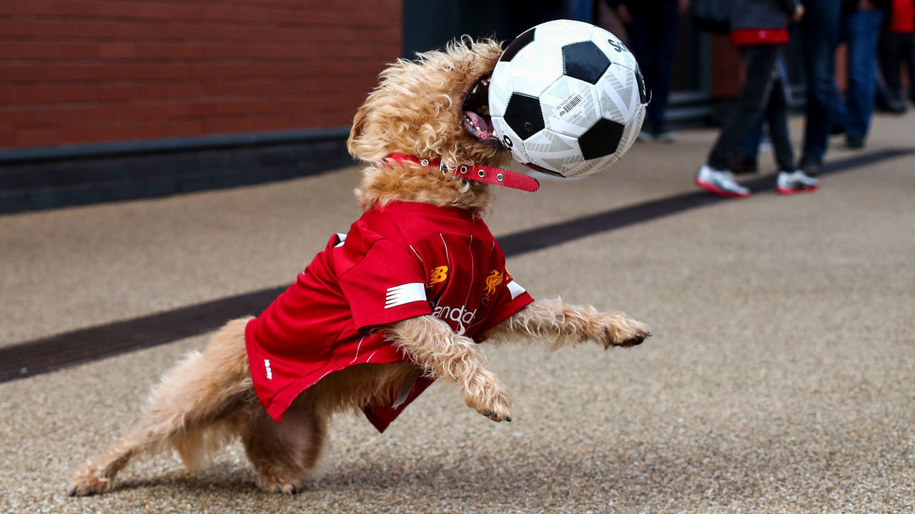 LIVERPOOL, ENGLAND - OCTOBER 05: A dog wearing a Liverpool shirt plays with a football prior to the Premier League match between Liverpool FC and Leicester City at Anfield on October 5, 2019 in Liverpool, United Kingdom.