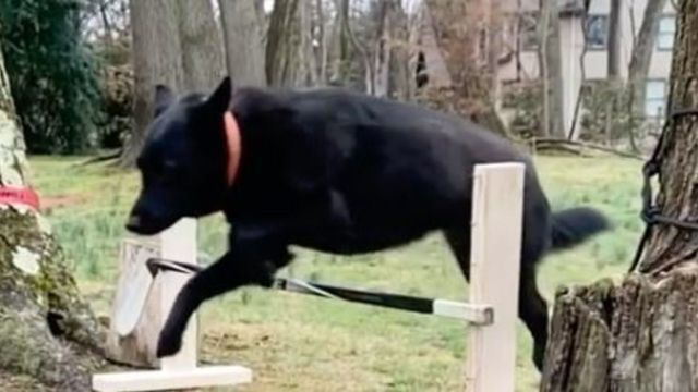 ๐ Hiatus Diaries: Dog obstacles, impossible trick shots, and more