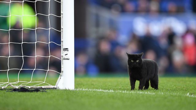 A black cat is seen on the pitch as it stops play during the English Premier League football match between Everton and Wolverhampton Wanderers at Goodison Park in Liverpool, north west England on February 2, 2019.