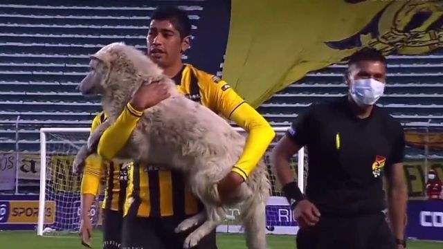 Dog interrupts Bolivian soccer match, gets adopted by player