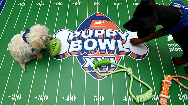 PASADENA, CALIFORNIA - JANUARY 16: The Animal Planet Puppy Bowl break during the Discovery, Inc. TCA Winter Panel 2020 at The Langham Huntington, Pasadena on January 16, 2020 in Pasadena, California.