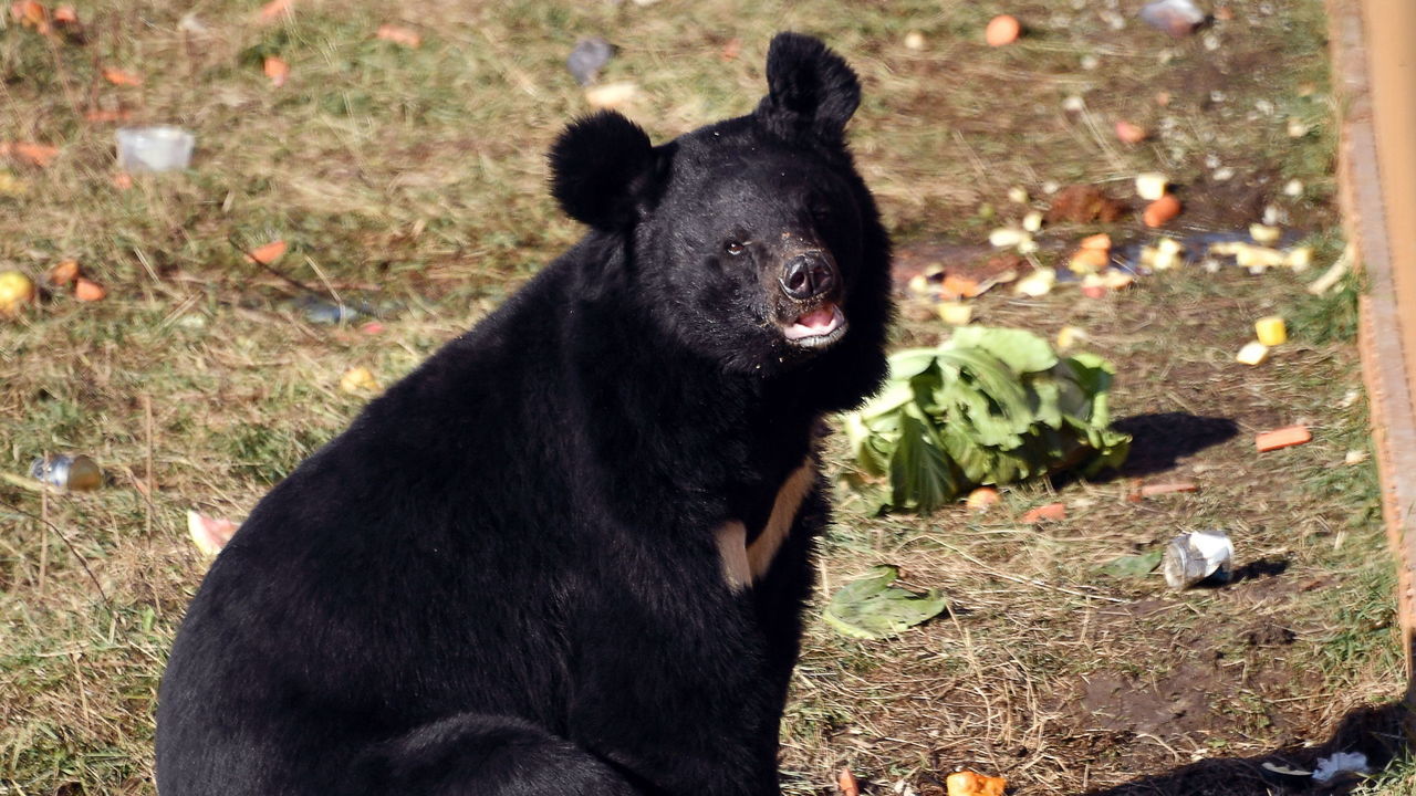 PRIMORYE TERRITORY, RUSSIA - OCTOBER 27, 2019: A bear kept at Kiparisovo, the first shelter for Asian black bears to open in Russia. Yuri Smityuk/TASS