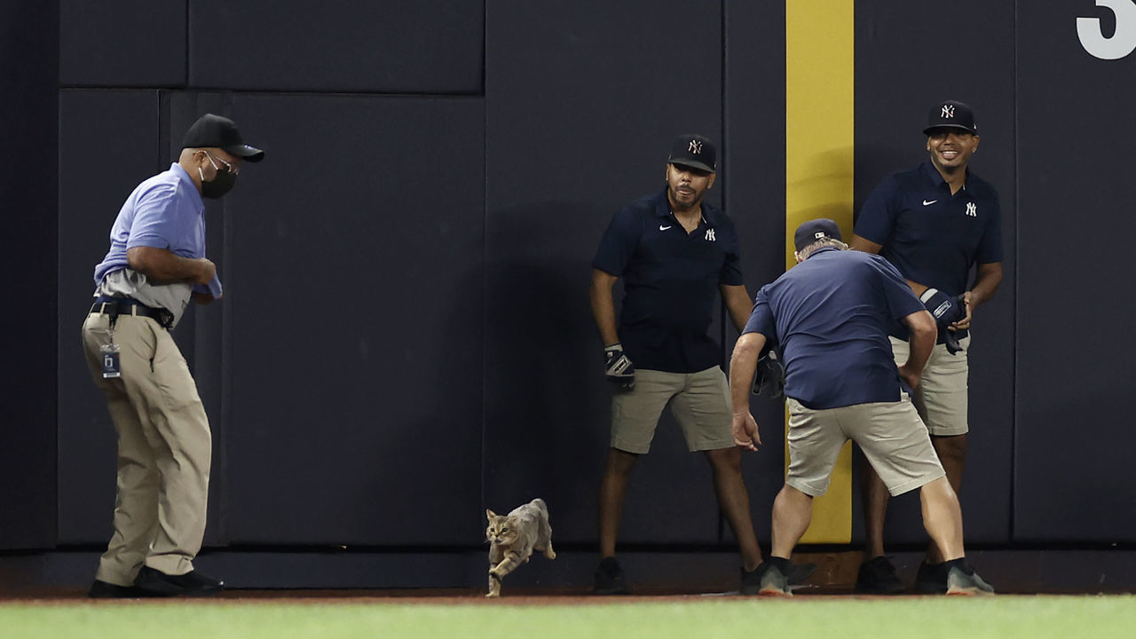 NEW YORK, NY - AUGUST 2: A cat runs away from security and grounds crew members during the eighth inning of a game between the Baltimore Orioles and the New York Yankees at Yankee Stadium on August 2, 2021 in New York City.