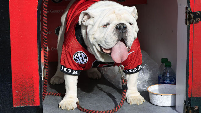 ATHENS, GA - NOVEMBER 26: Georgia mascot UGA X relaxes in his doghouse during the second half of the Saturday afternoon college football game between the University of Georgia Bulldogs and the Georgia Tech Yellow Jackets on November 26, 2022 at Sanford Stadium in Athens, GA.