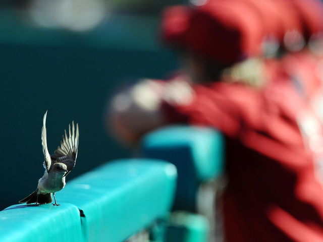 VIDEO: Minor leaguer strikes bird with pitch