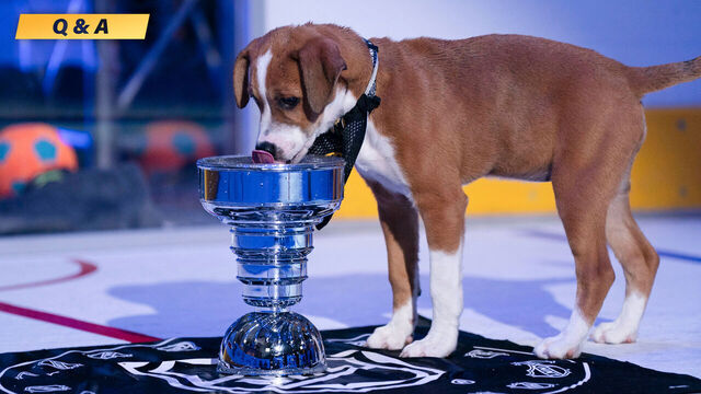 NHL spotlights rescue dogs on TV with the Stanley Pup