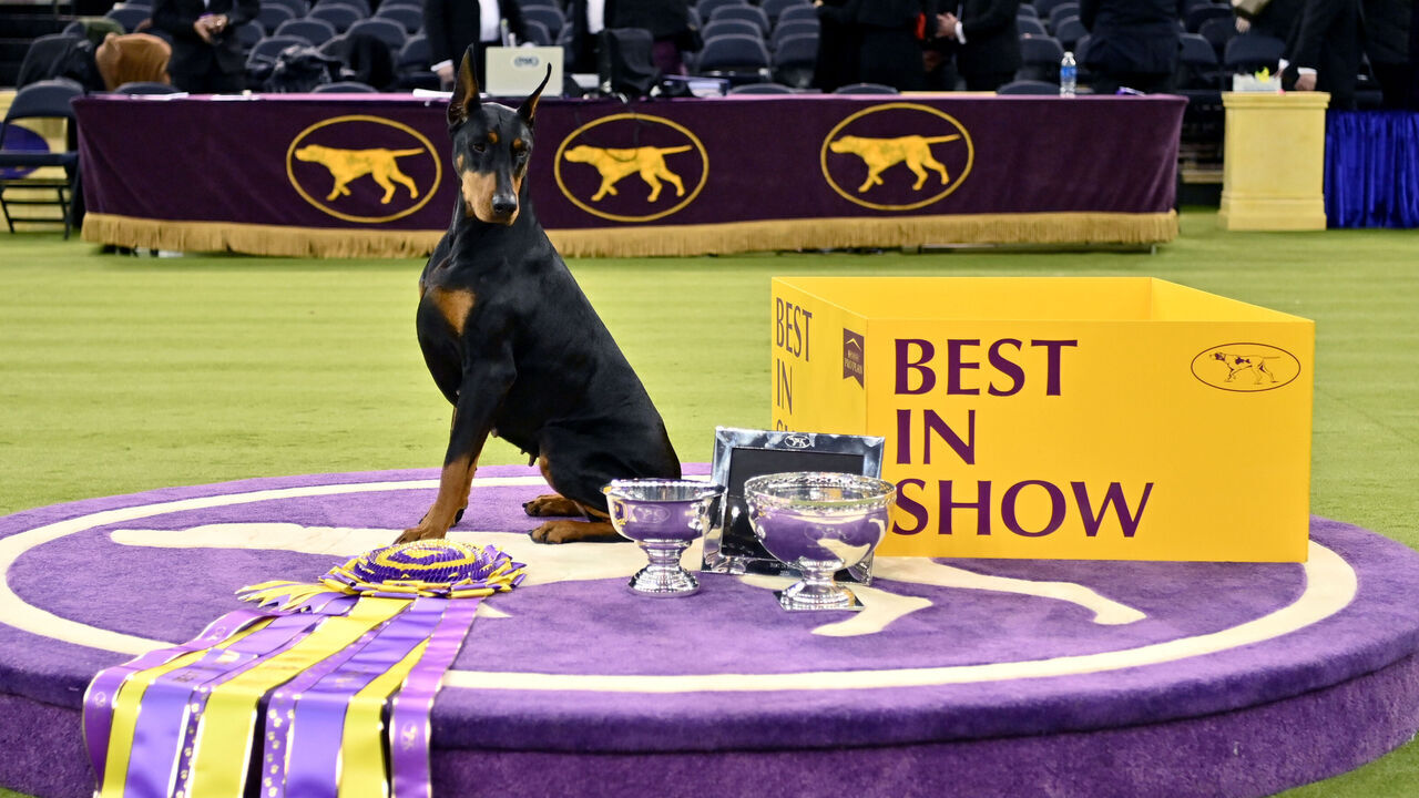 NEW YORK, NEW YORK - FEBRUARY 03: Penny, the Doberman Pinscher, winner of Best in Show, during the 150th Westminster Kennel Club Dog Show – Junior Showmanship, Group Judging (Sporting, Working, Terrier) + Best In Show at Madison Square Garden on February 03, 2026 in New York City.
