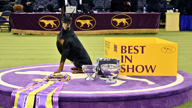 NEW YORK, NEW YORK - FEBRUARY 03: Penny, the Doberman Pinscher, winner of Best in Show, during the 150th Westminster Kennel Club Dog Show – Junior Showmanship, Group Judging (Sporting, Working, Terrier) + Best In Show at Madison Square Garden on February 03, 2026 in New York City.