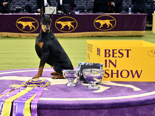 NEW YORK, NEW YORK - FEBRUARY 03: Penny, the Doberman Pinscher, winner of Best in Show, during the 150th Westminster Kennel Club Dog Show – Junior Showmanship, Group Judging (Sporting, Working, Terrier) + Best In Show at Madison Square Garden on February 03, 2026 in New York City.