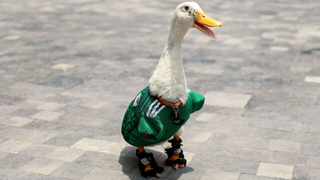 MEXICO CITY, MEXICO - JUNE 16: Merlin the Duck, dressed in a Mexico national team jersey, is seen on June 16, 2026 in Mexico City, Mexico.