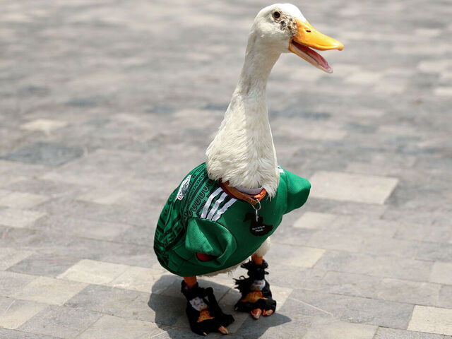 Merlin the duck is Mexico's biggest star at World Cup | theScore