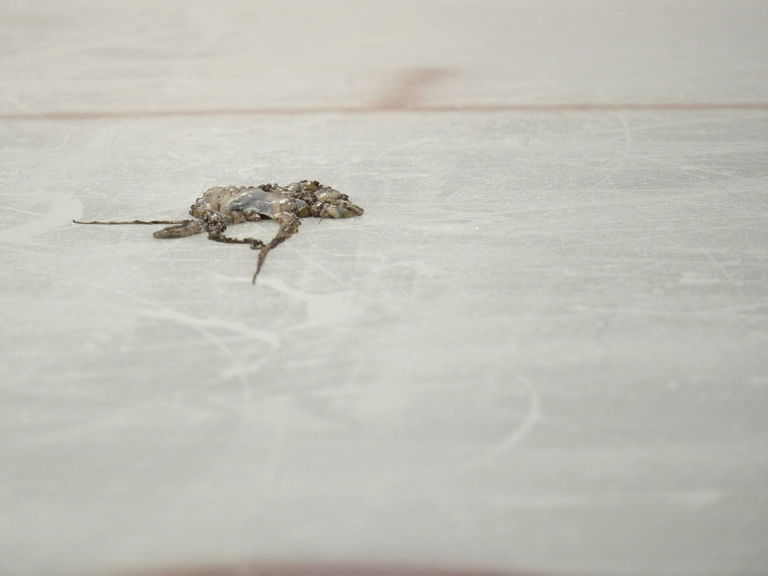 PHOTO Fan tosses octopus on the ice in Florida