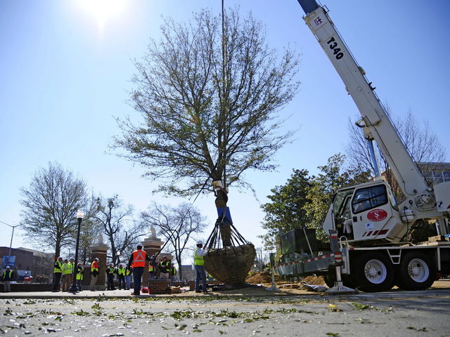 Auburn to replace trees at Toomer's Corner
